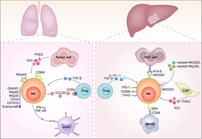 The Adverse Impact of Tumor Microenvironment on NK-Cell